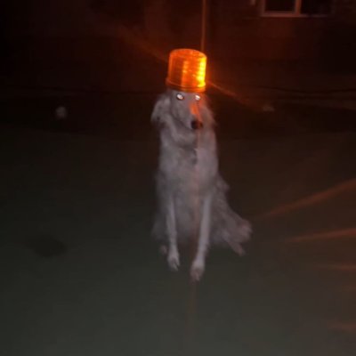 MEMES DAILY profile picture
