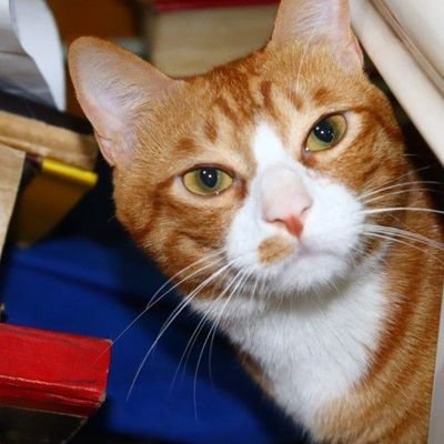 Arron🐱 profile picture
