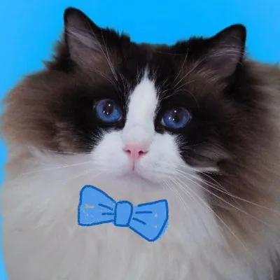 一千万是只猫 profile picture