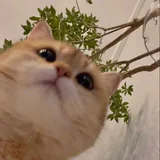 White profile picture