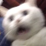搞钱小猫.eth profile picture