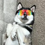 JADAWGS profile picture